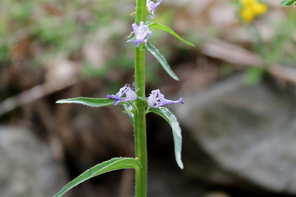 Phyteuma betonicifolium / Raponzolo a foglie di betonica